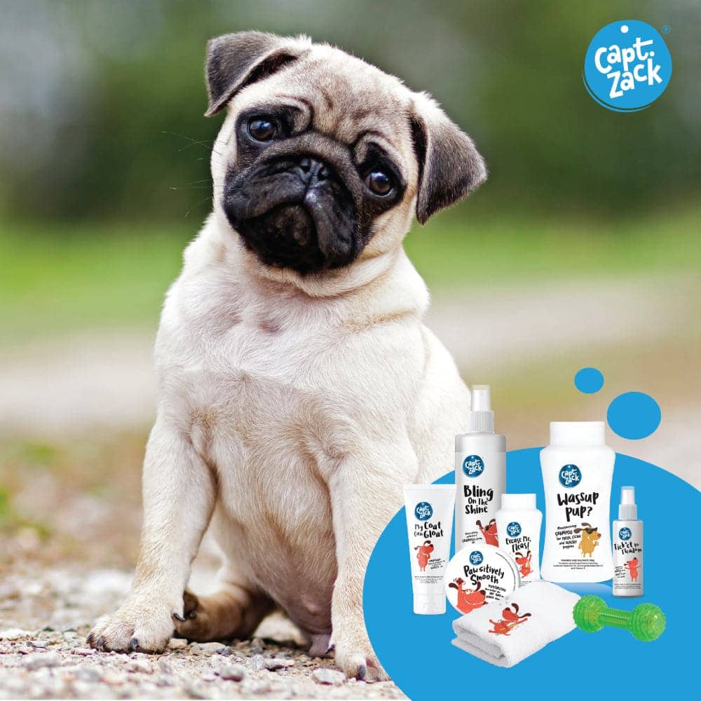 Captain Zack The Pug Groom Box for Dogs