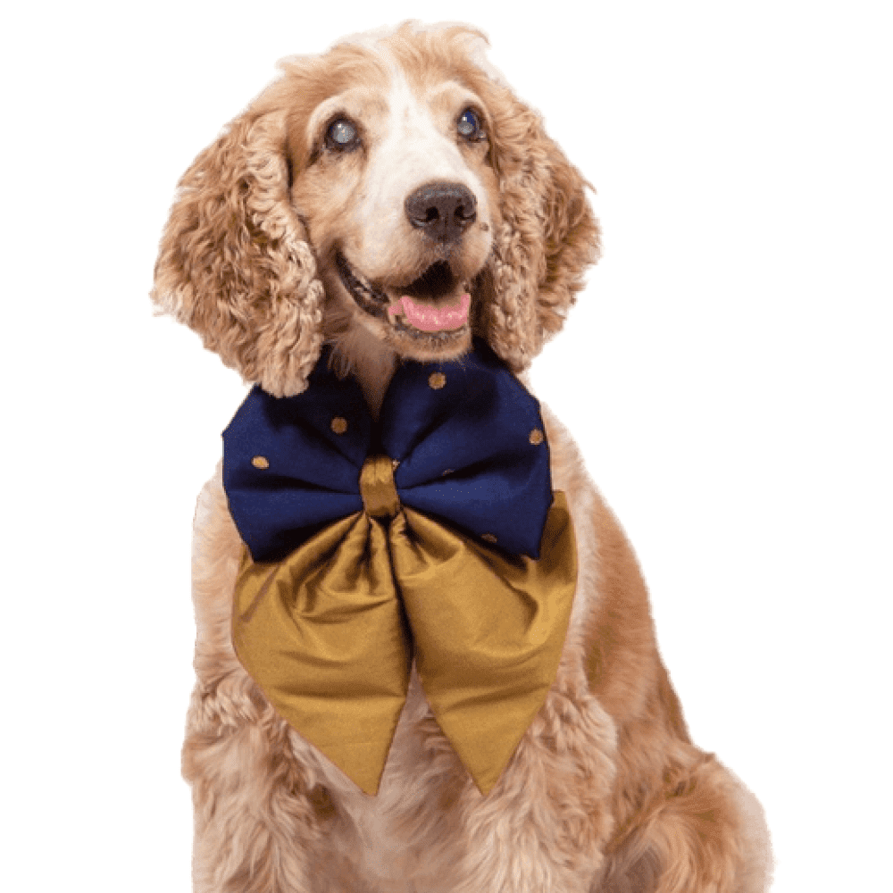 Up4pets Classic Glitz Series Pigtail for Dogs (Blue)