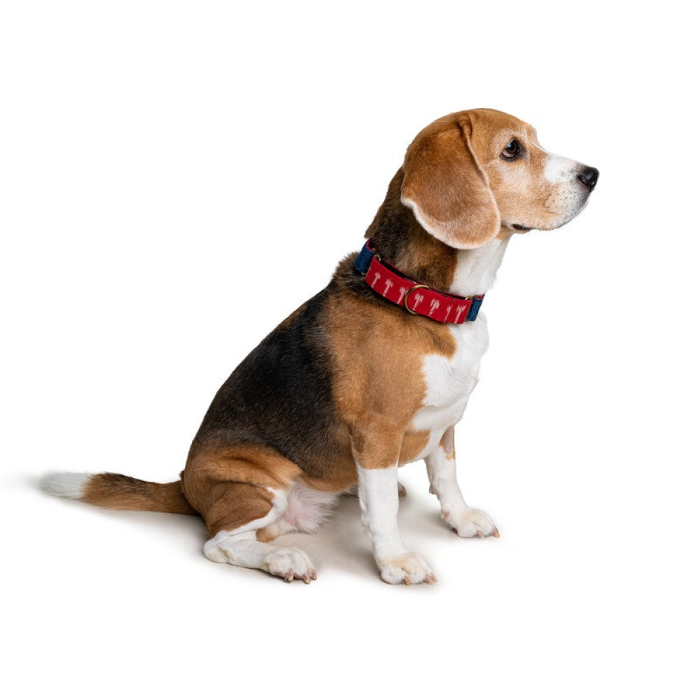 PetWale Denim Martingale Collar for Dogs (Blue Denim)