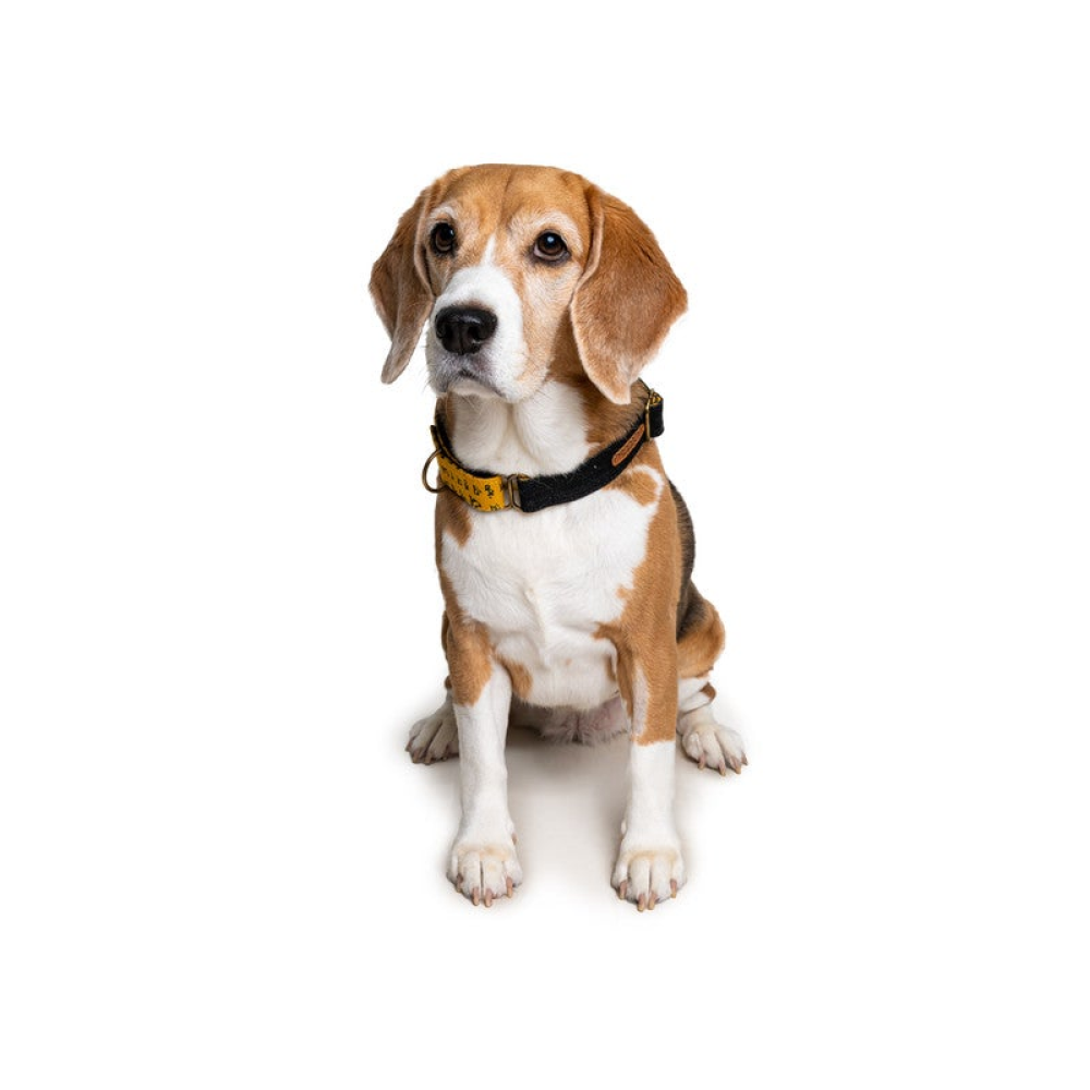PetWale Denim Martingale Collar for Dogs (Black)