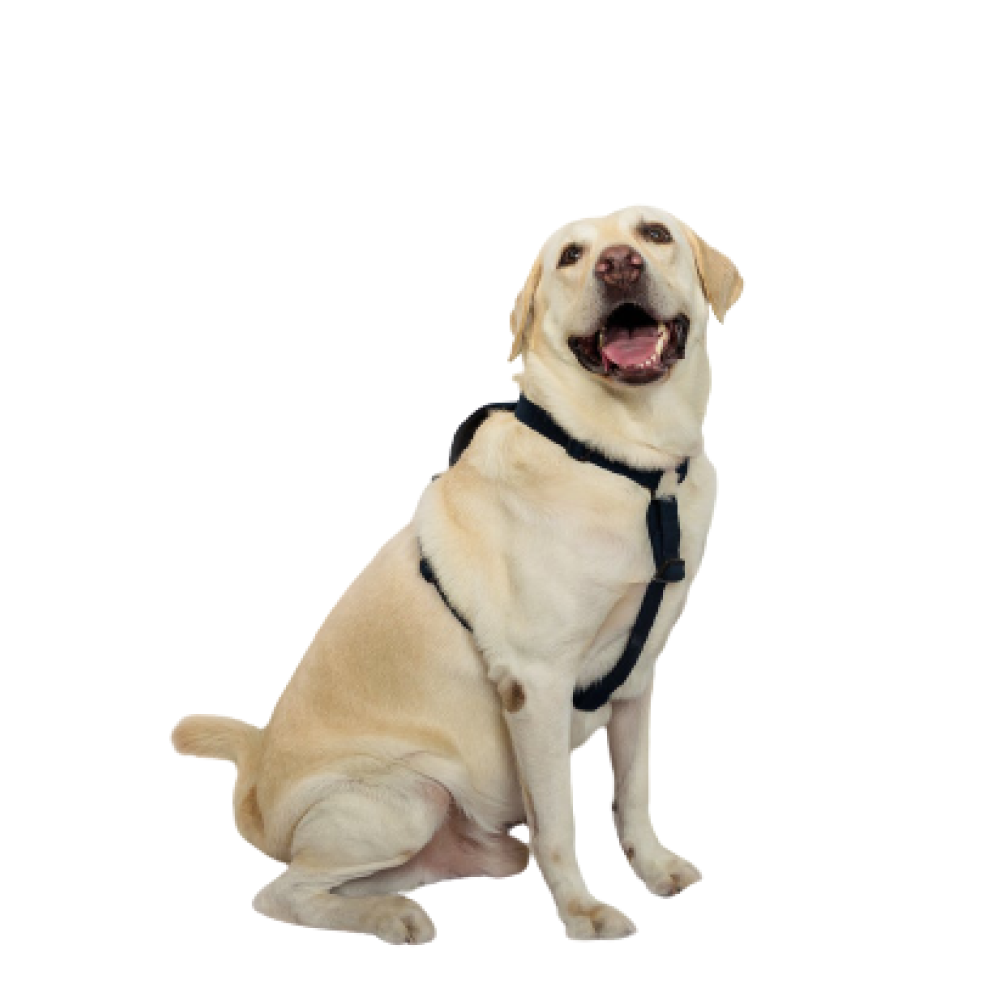 PetWale Cotton Adjustable H-Harness for Dogs (Navy Blue)