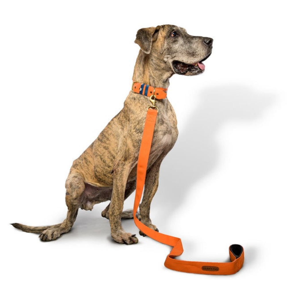 PetWale Padded Handle Leash for Dogs (Orange)
