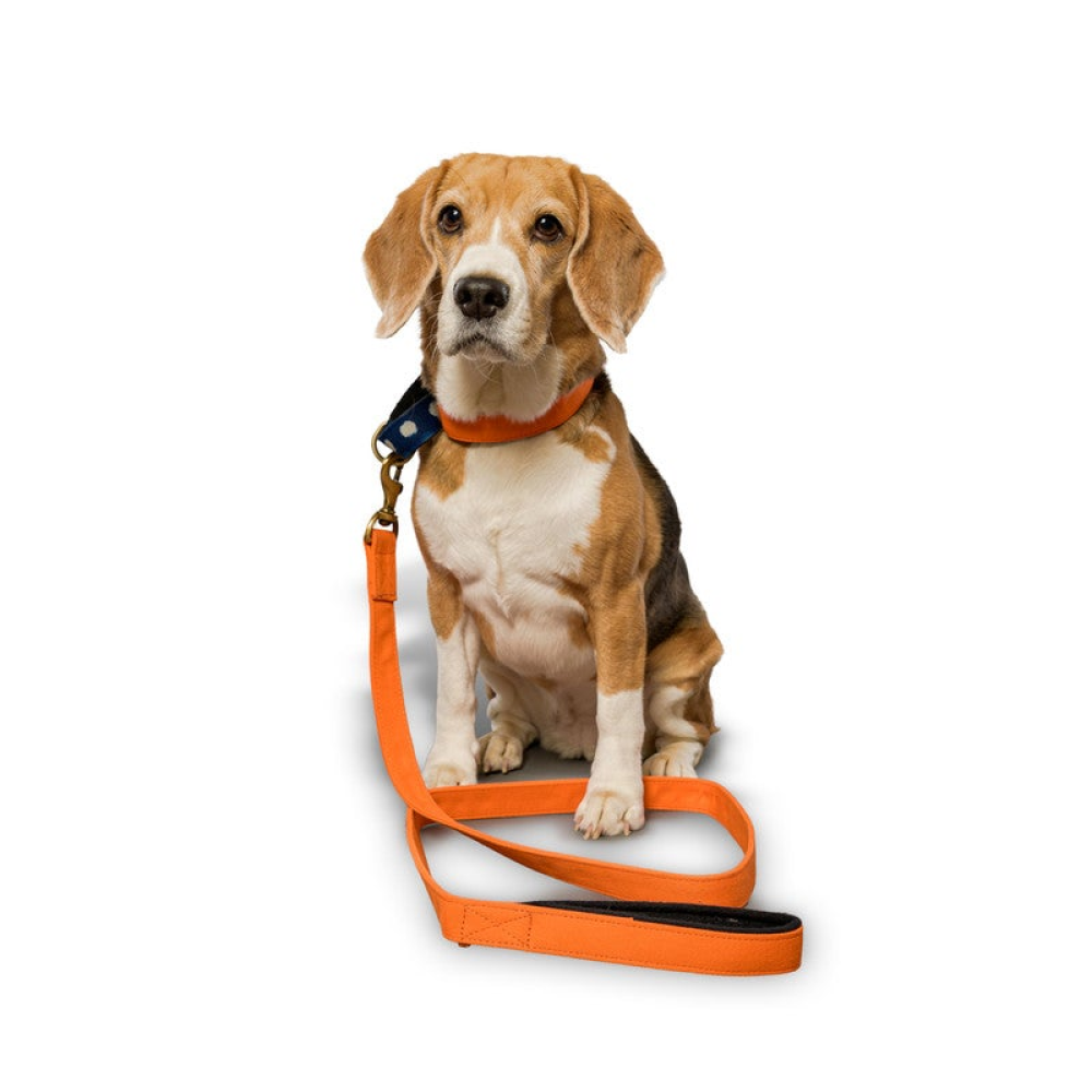 PetWale Padded Handle Leash for Dogs (Orange)