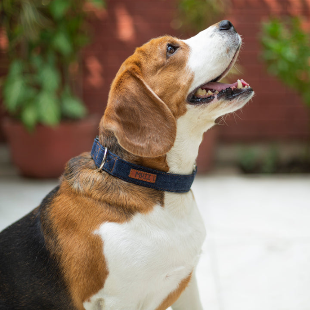 Mutt of Course Denim Dog Collar (Dark Blue)