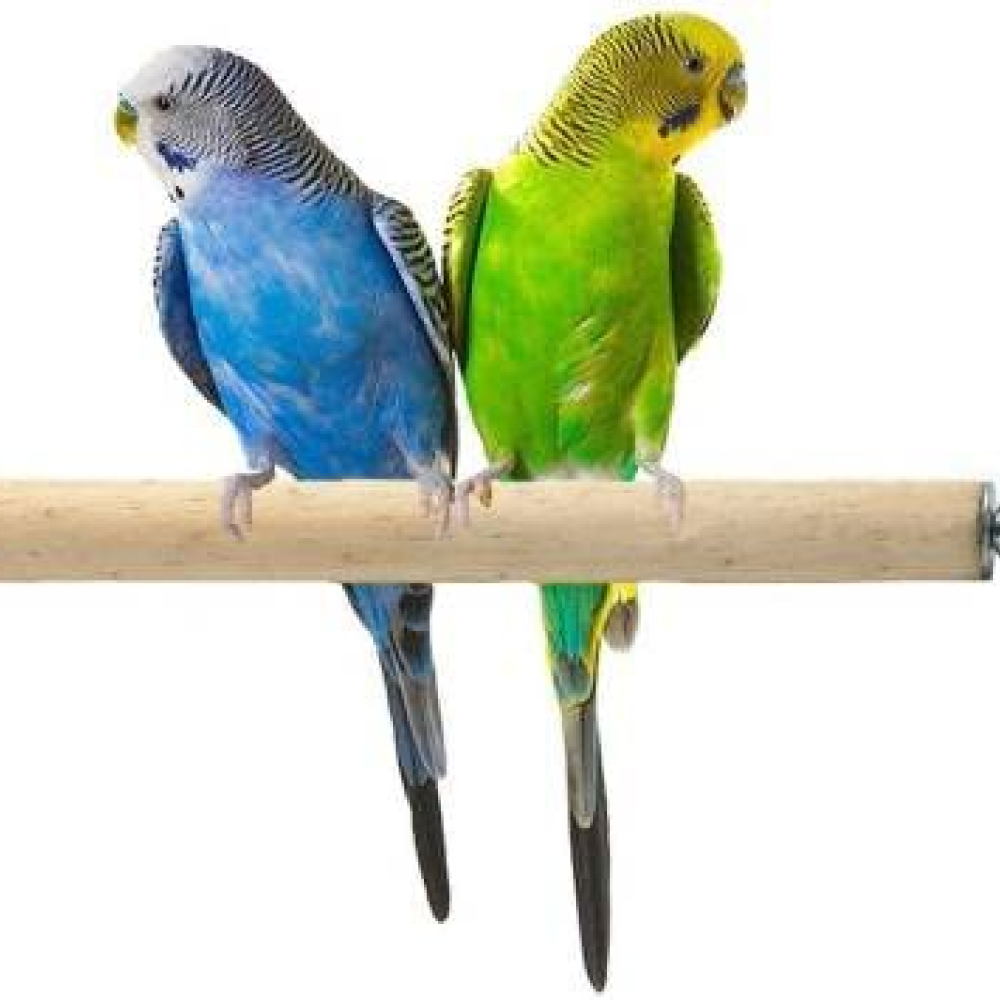 Taiyo Pluss Discovery Wooden Stick for Birds
