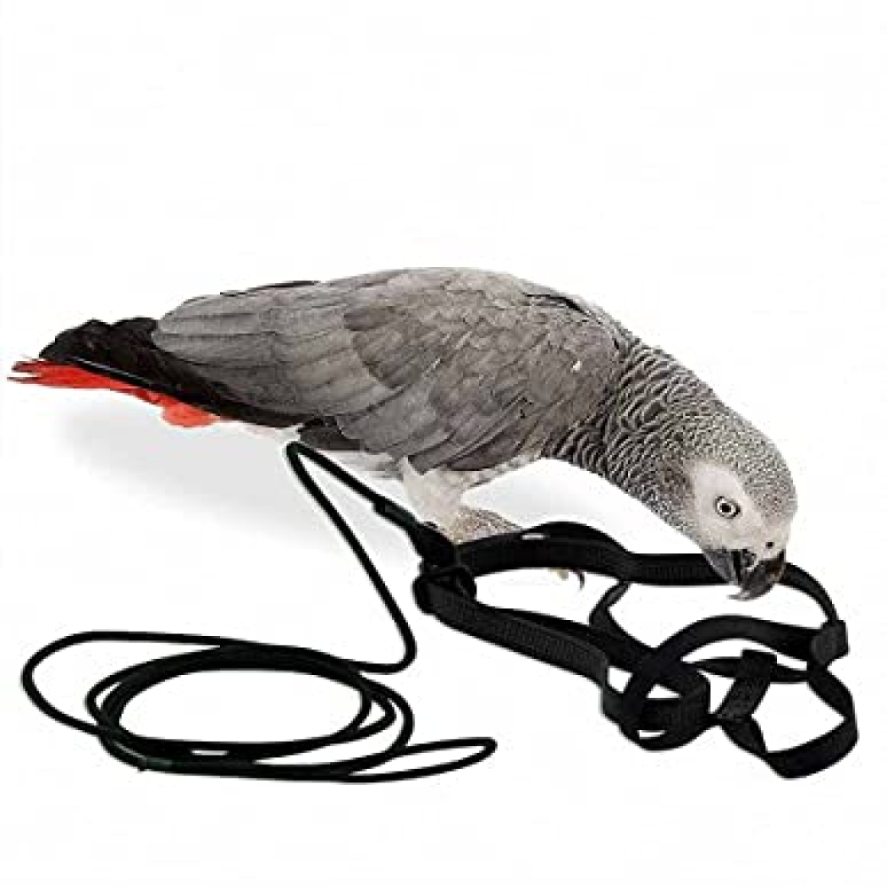 Taiyo Pluss Discovery Adjustable Leash for Birds