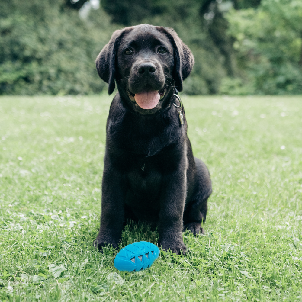 Fofos Crunch Football Toy for Dogs (Assorted)