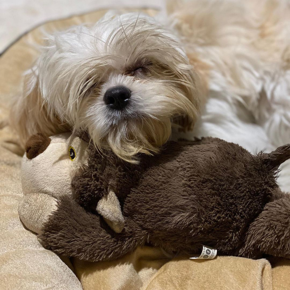 Barkbutler Boh The Bear Plush Toy for Dogs