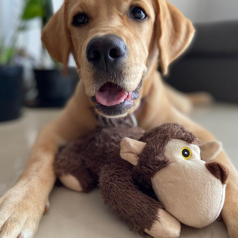 Barkbutler Boh The Bear Plush Toy for Dogs