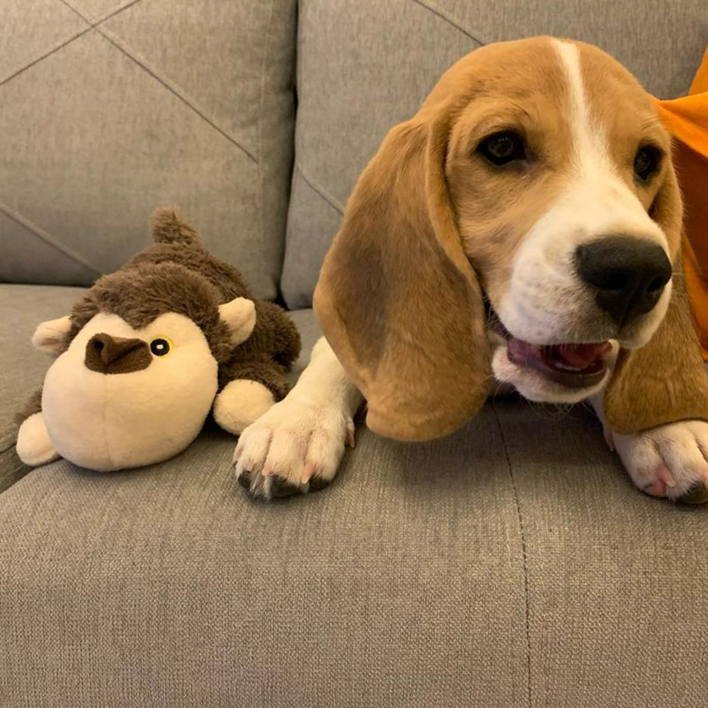Barkbutler Boh The Bear Plush Toy for Dogs