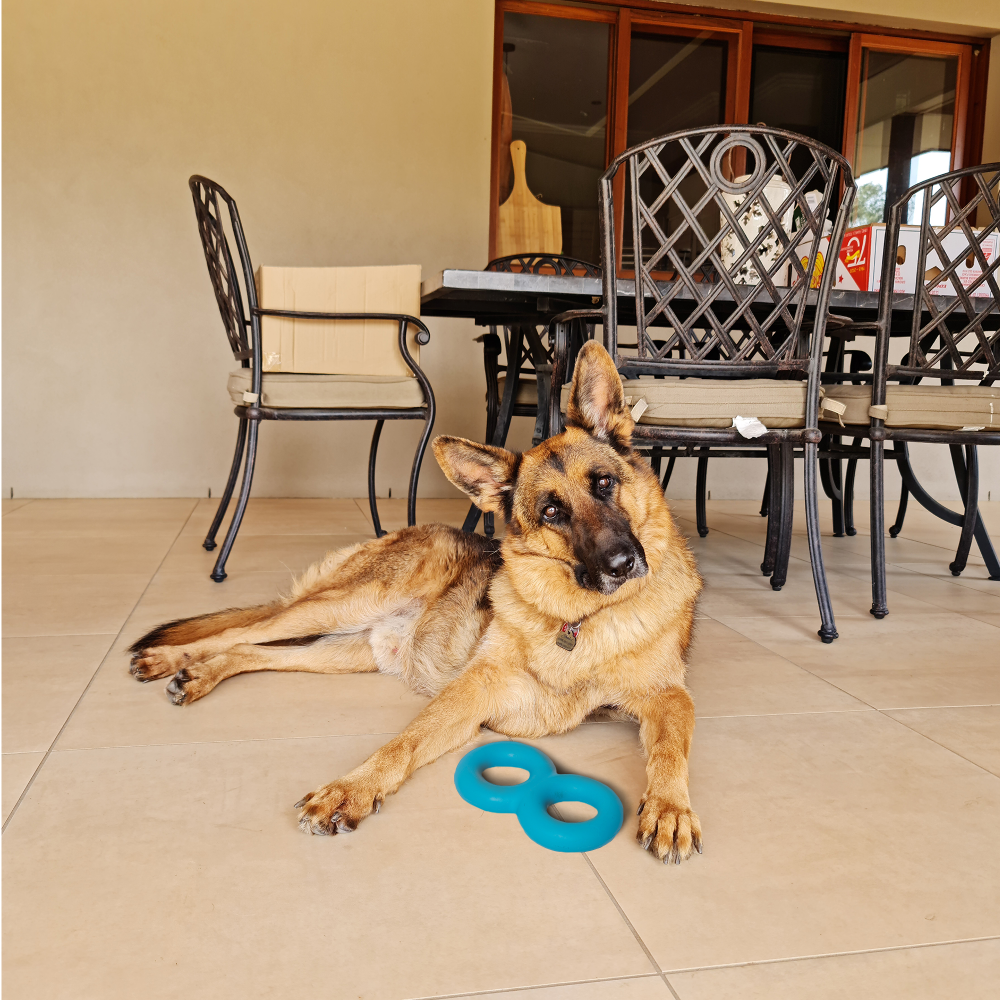 Barkbutler Crazy Eight Toy for Dogs