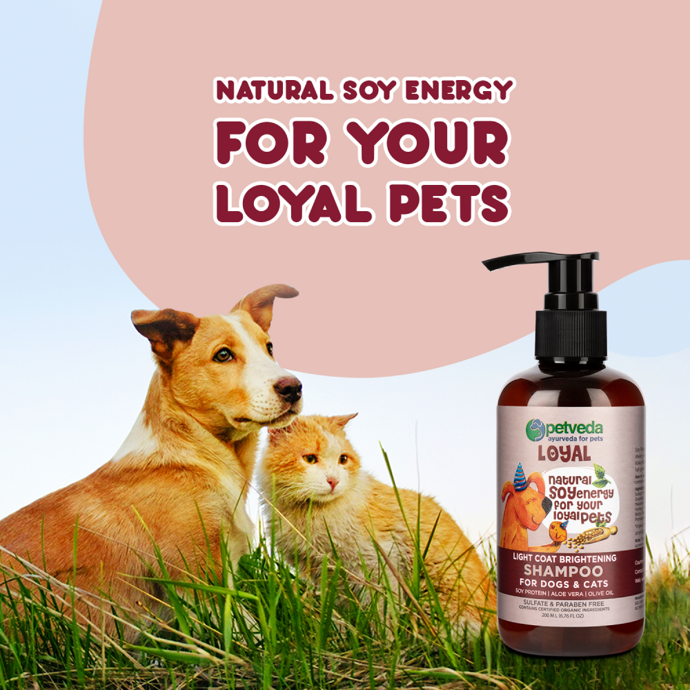 Petveda Loyal Light Coat Brightening Anti-frizz Shampoo for Pets (Buy 1 Get 1 Free)