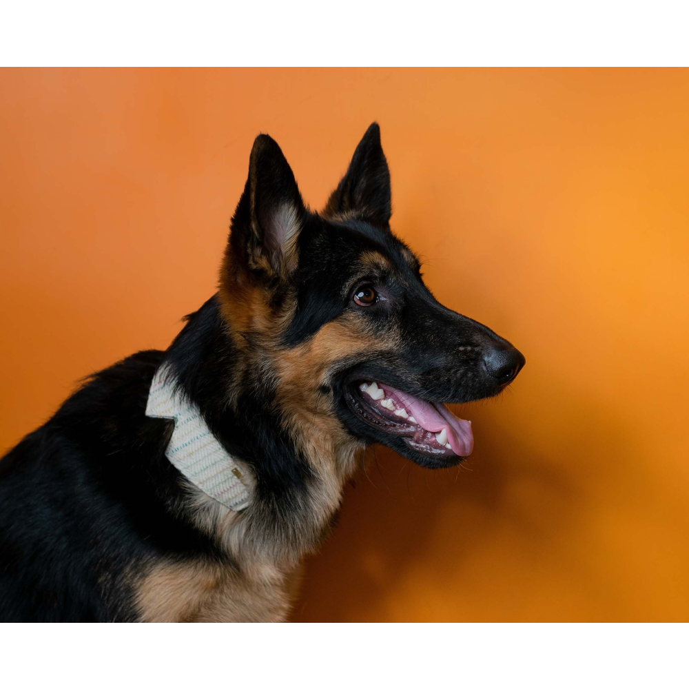 IndieGood Handloom Cotton Premium Woven Collar for Dogs