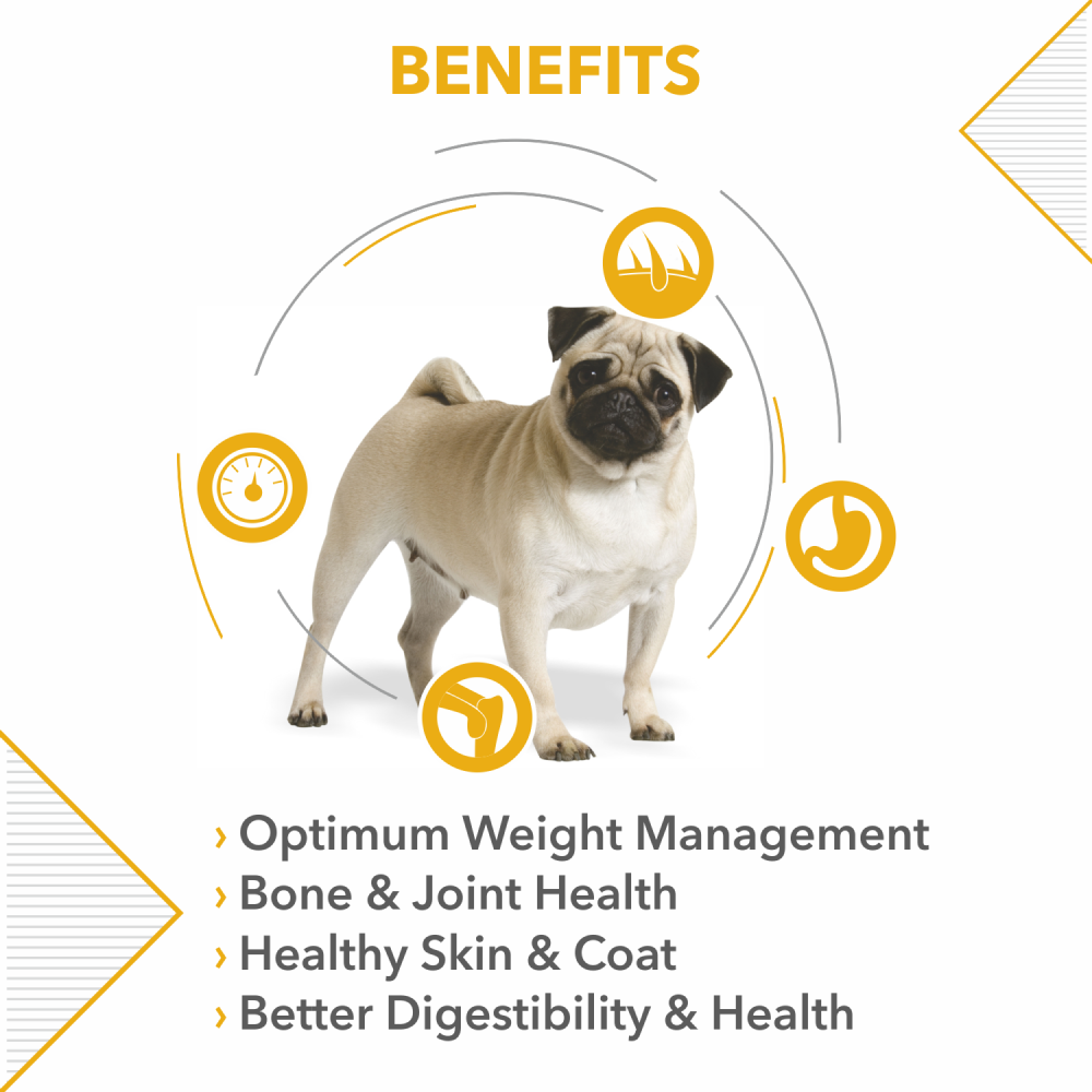 Drools Pug Adult Premium Dog Dry Food