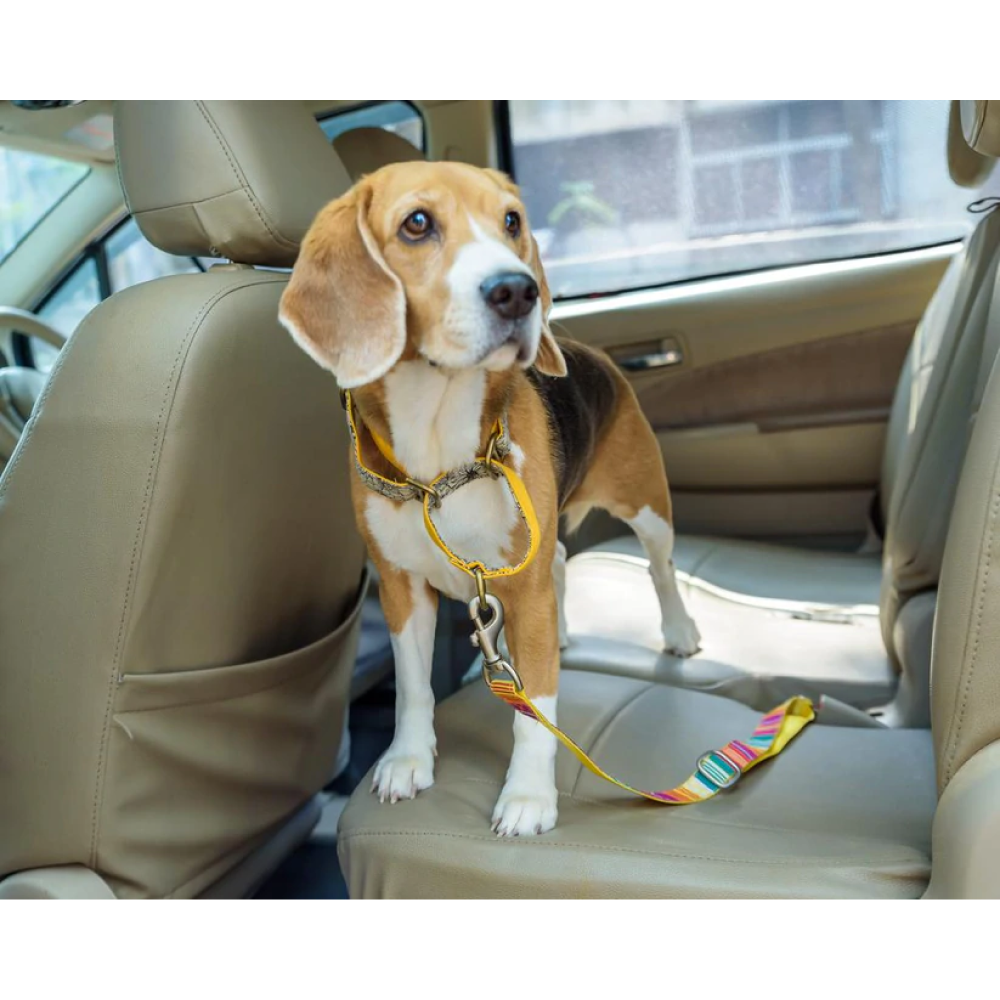 PetWale Car Seat Belt for Pets (Colourful Stripes)