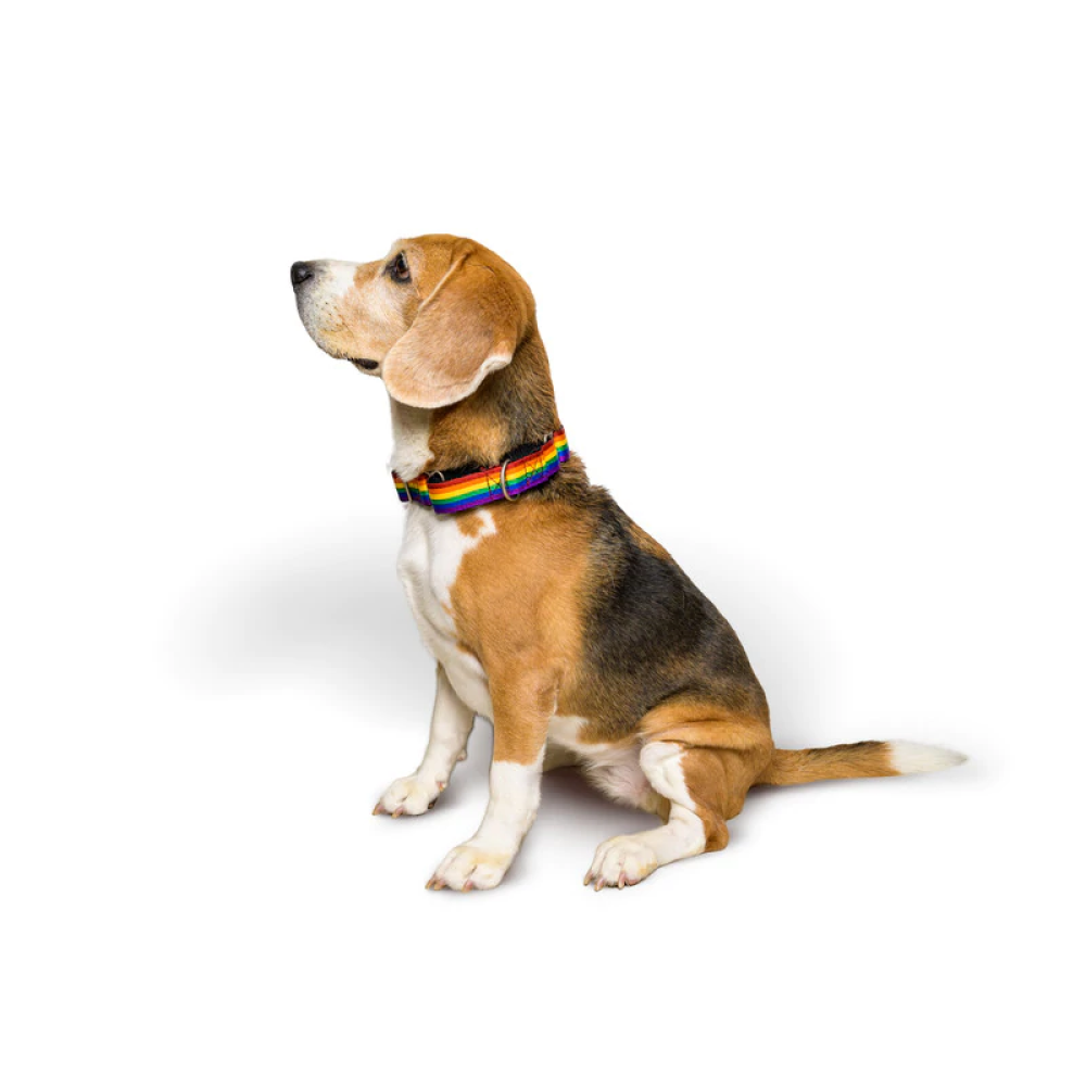 PetWale Martingale Collar for Dogs (Rainbow)