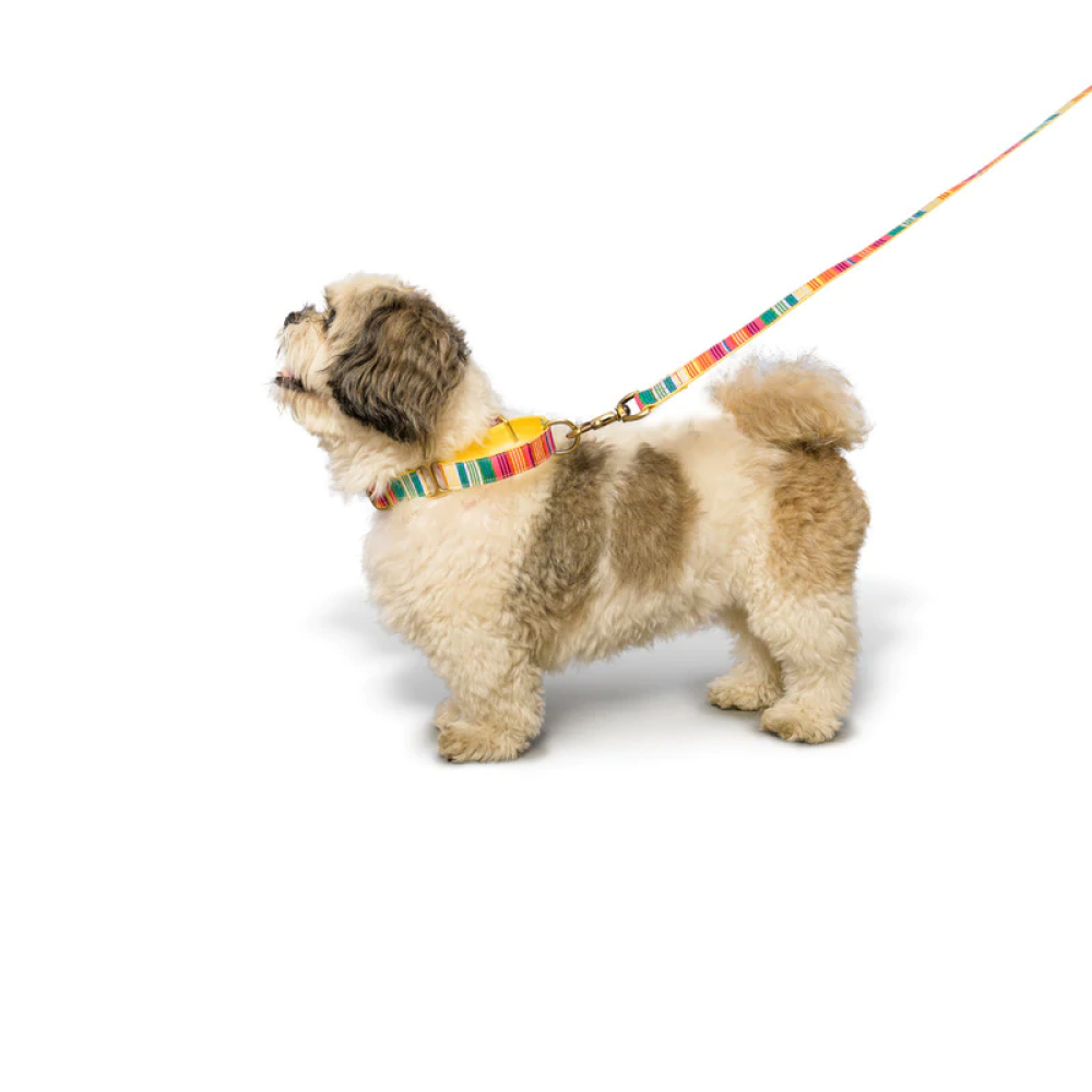 PetWale Martingale Collar for Dogs (Colourful Stripes)