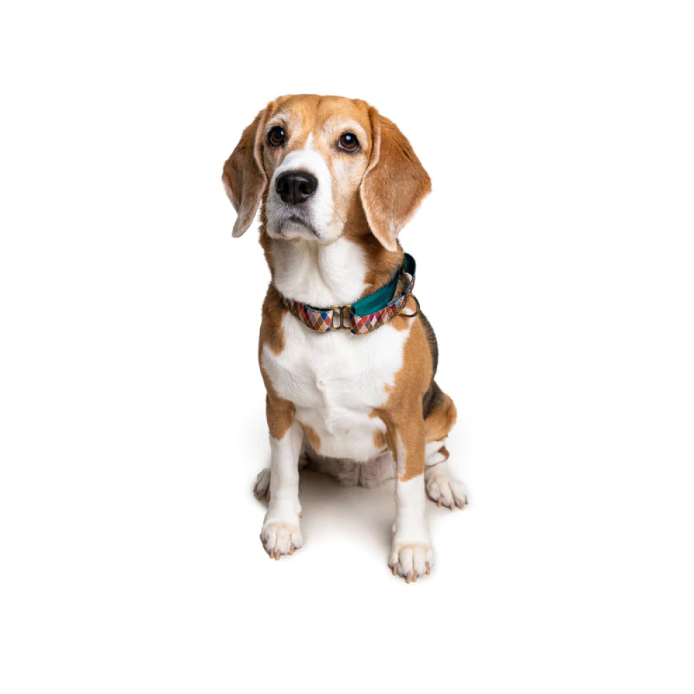 PetWale Martingale Collar for Dogs (Diamond)