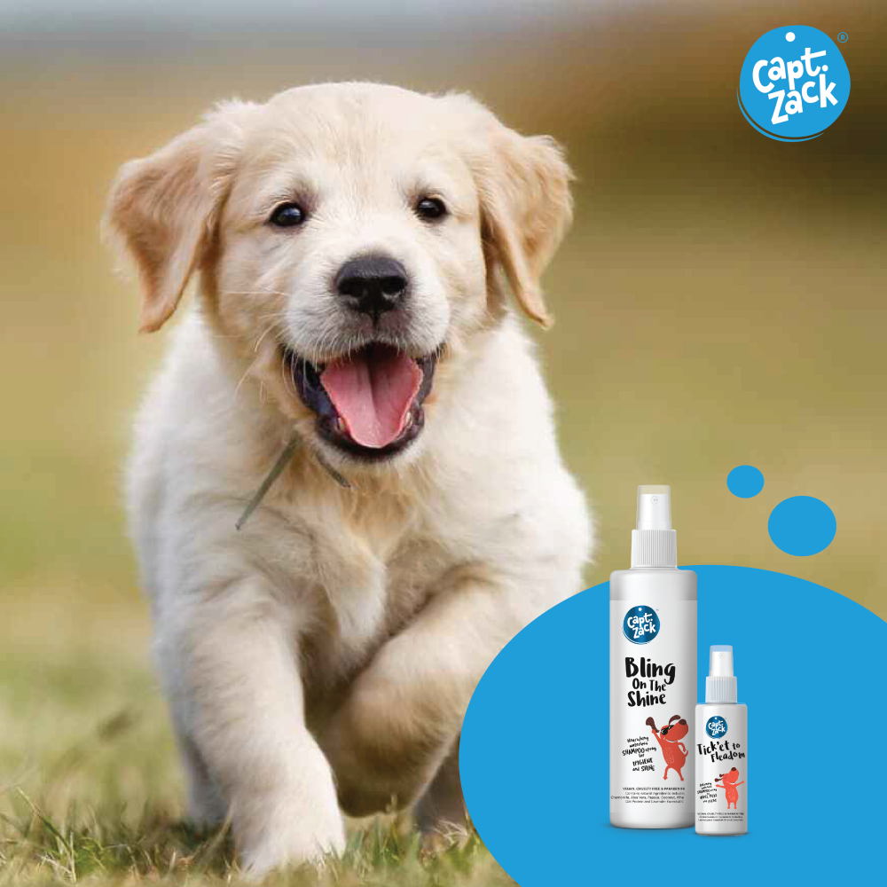 Captain Zack The Puppy Groom Box