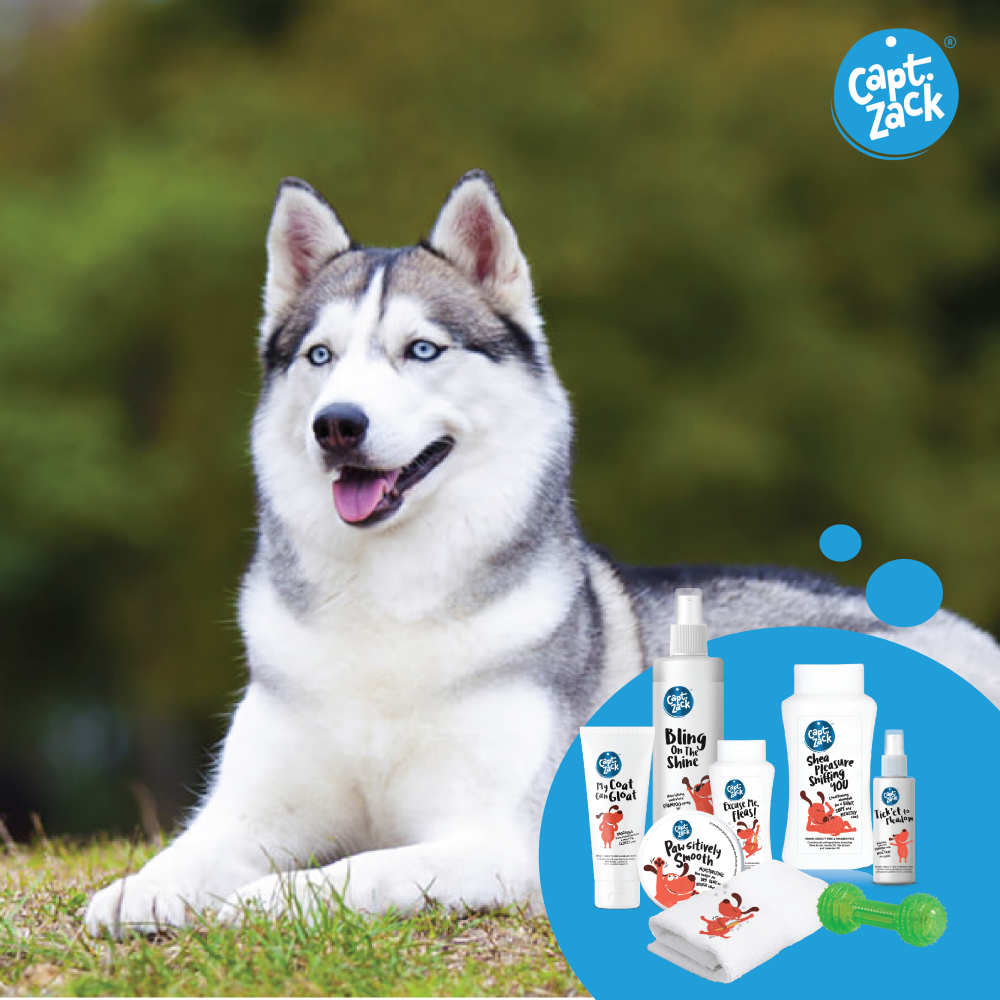 Captain Zack The Husky Groom Box