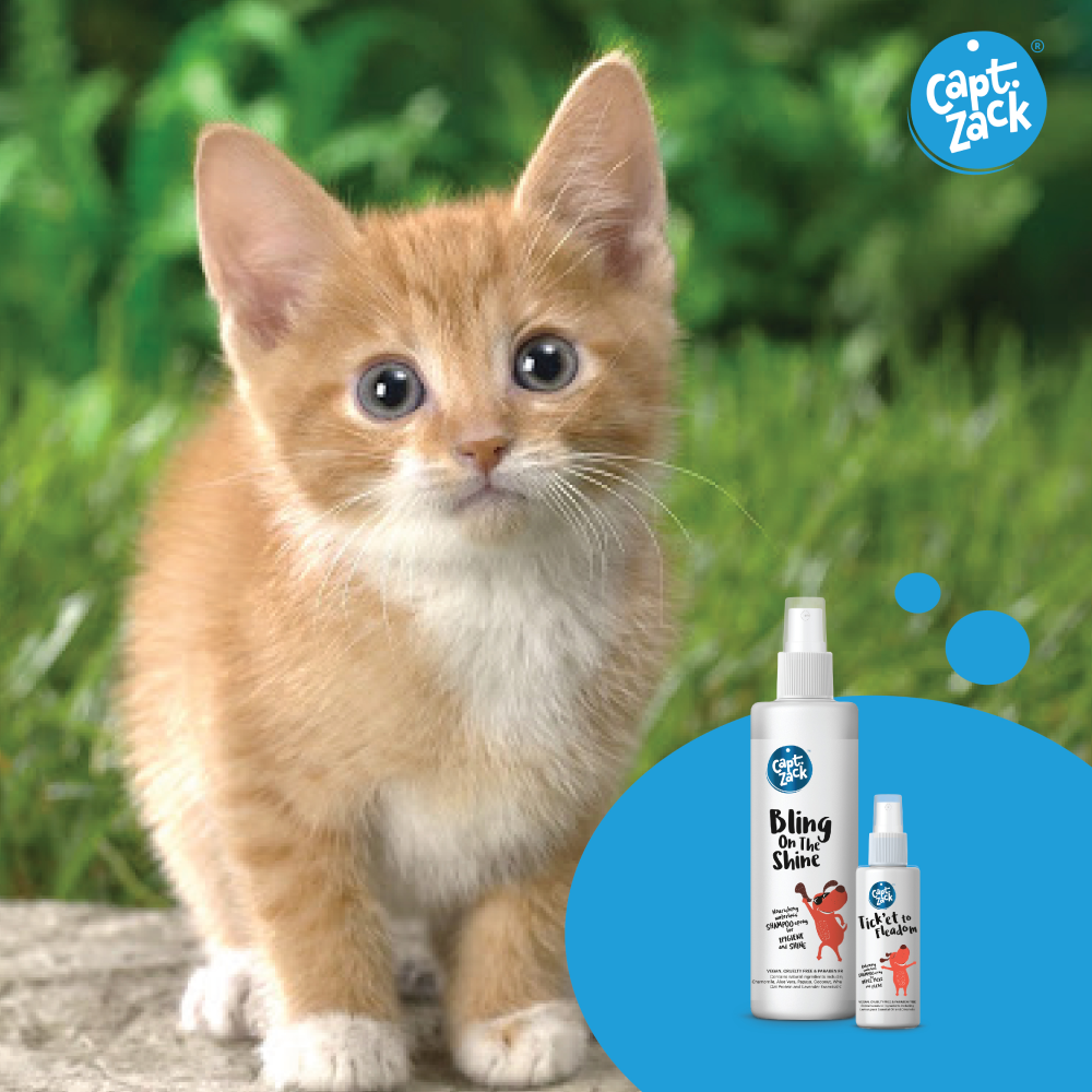 Captain Zack The Cat Groom Box for Cats