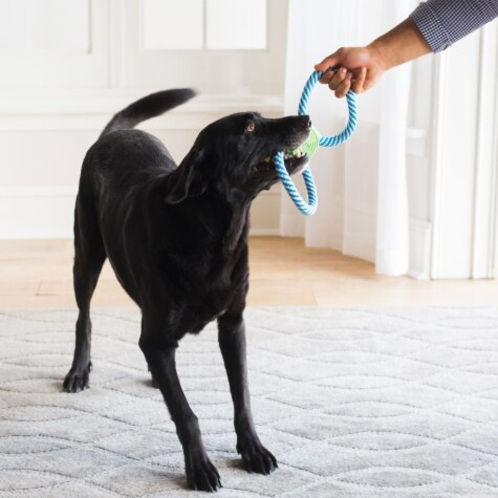 Petmate JW Giggle Tug Rope Dog Toy