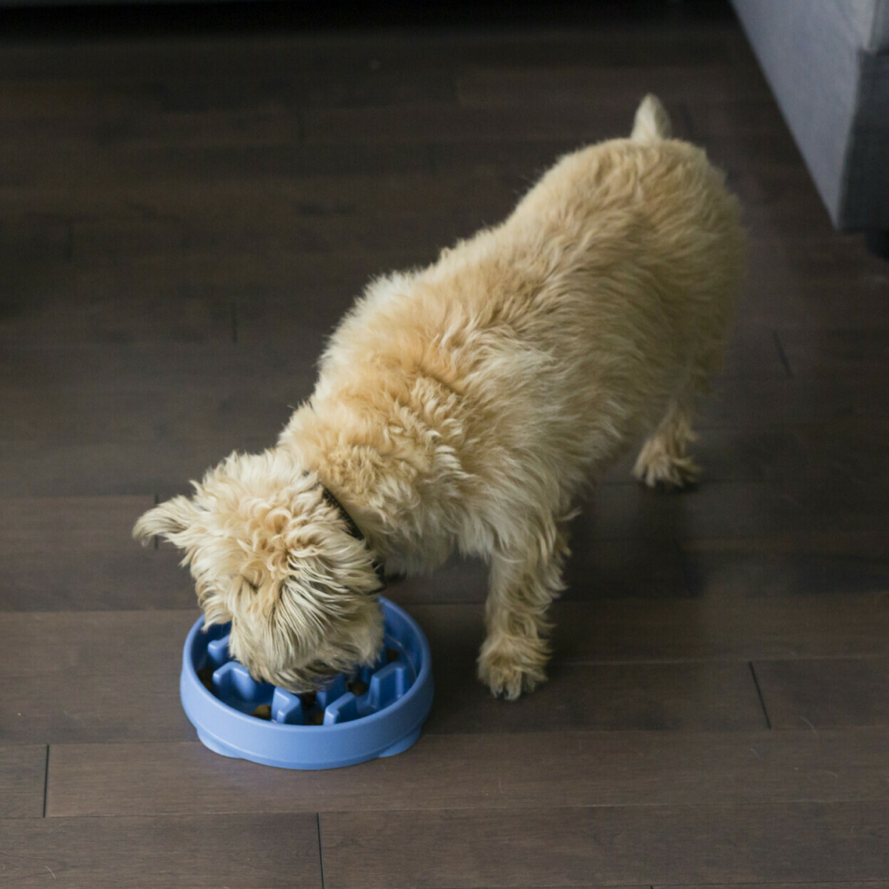 Outward Hound Fun/Slow Feeder for Dogs (Blue)