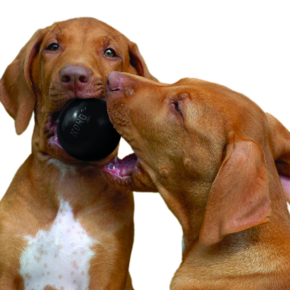 Kong Extreme Ball Dog Toy for Dogs