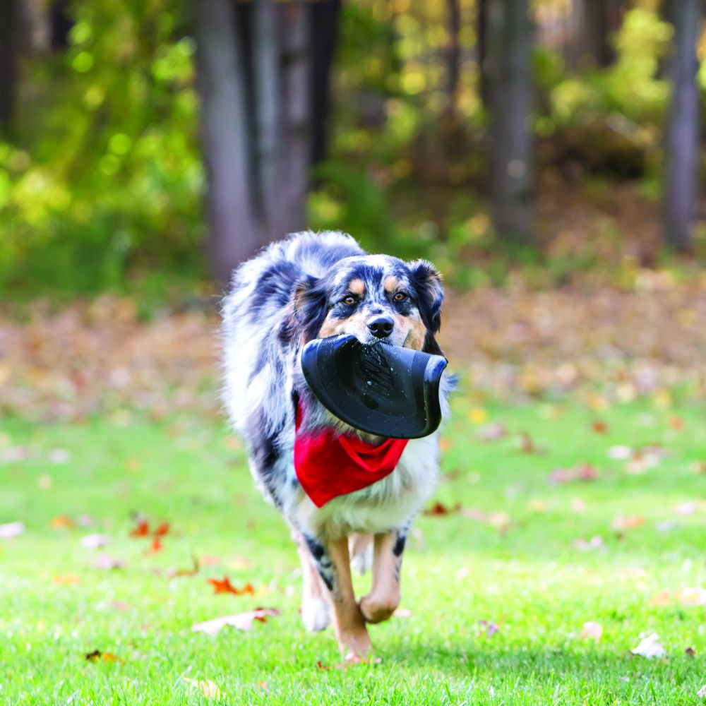 Kong Extreme Flyer Toy for Dogs