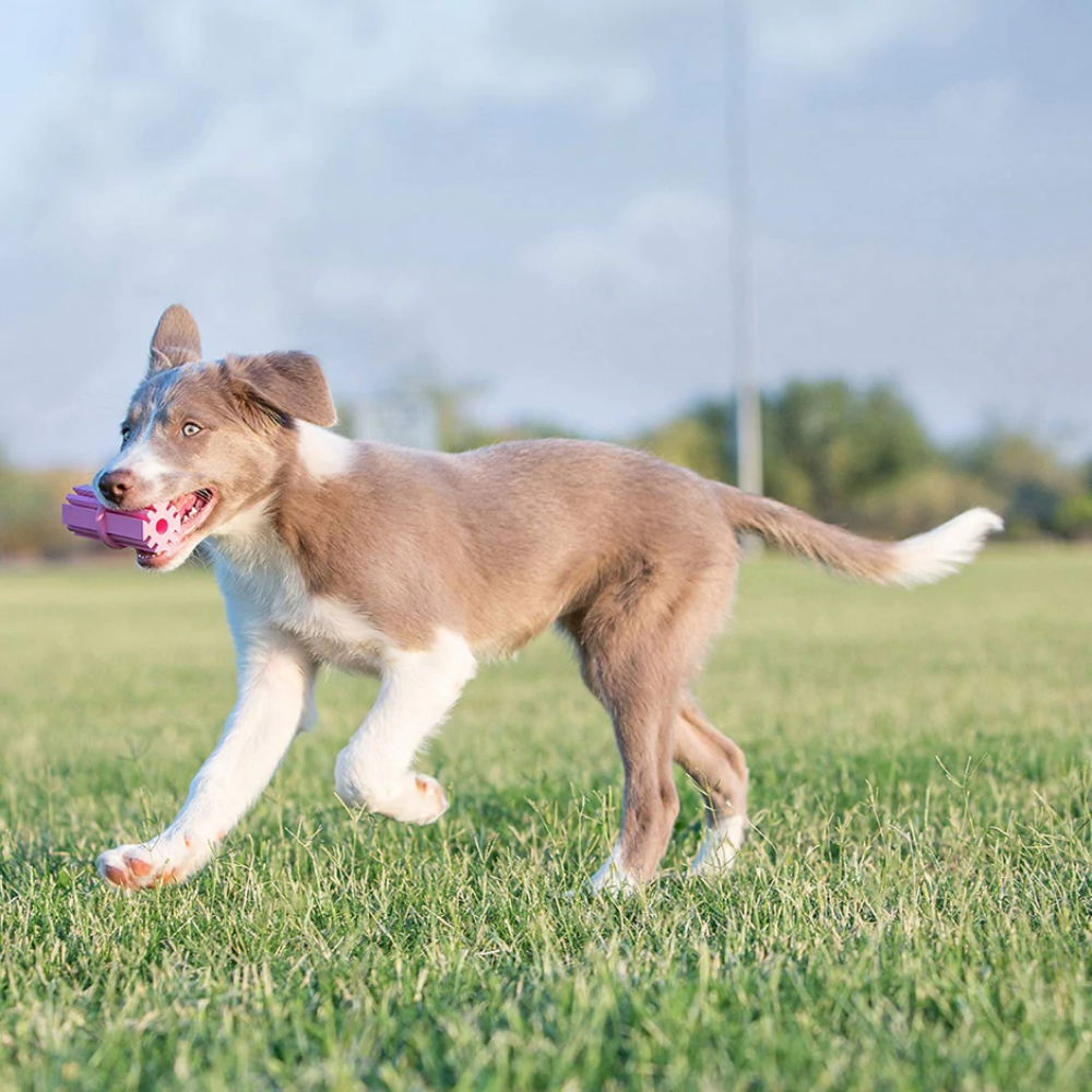 Kong Puppy Teething Stick Toy for Dogs