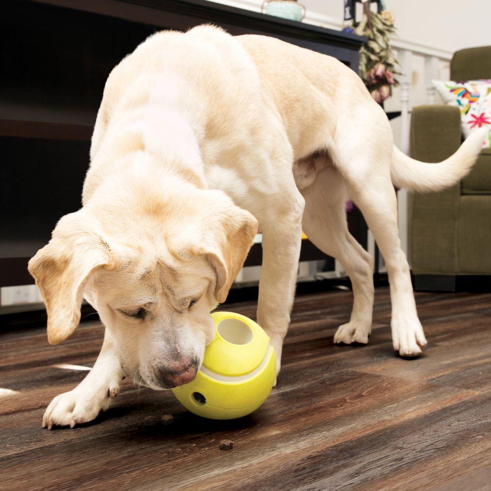 Kong Rewards Tennis Toy for Dogs