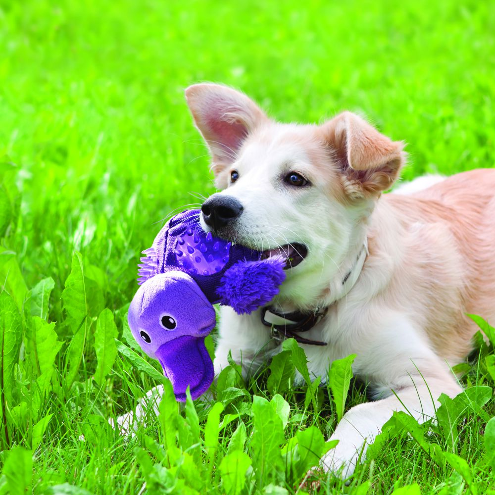 Kong Shells Platypus Toy for Dogs