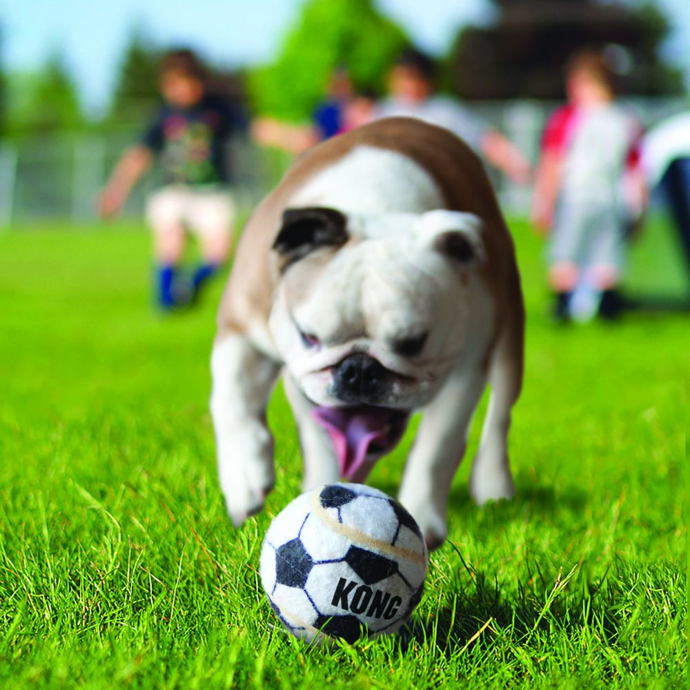 Kong Sports Ball Dog Toy - Assorted