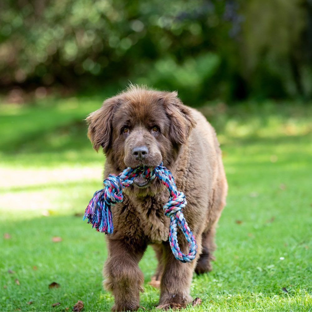 Trixie Playing Rope with Knots Toy for Dogs (Assorted)