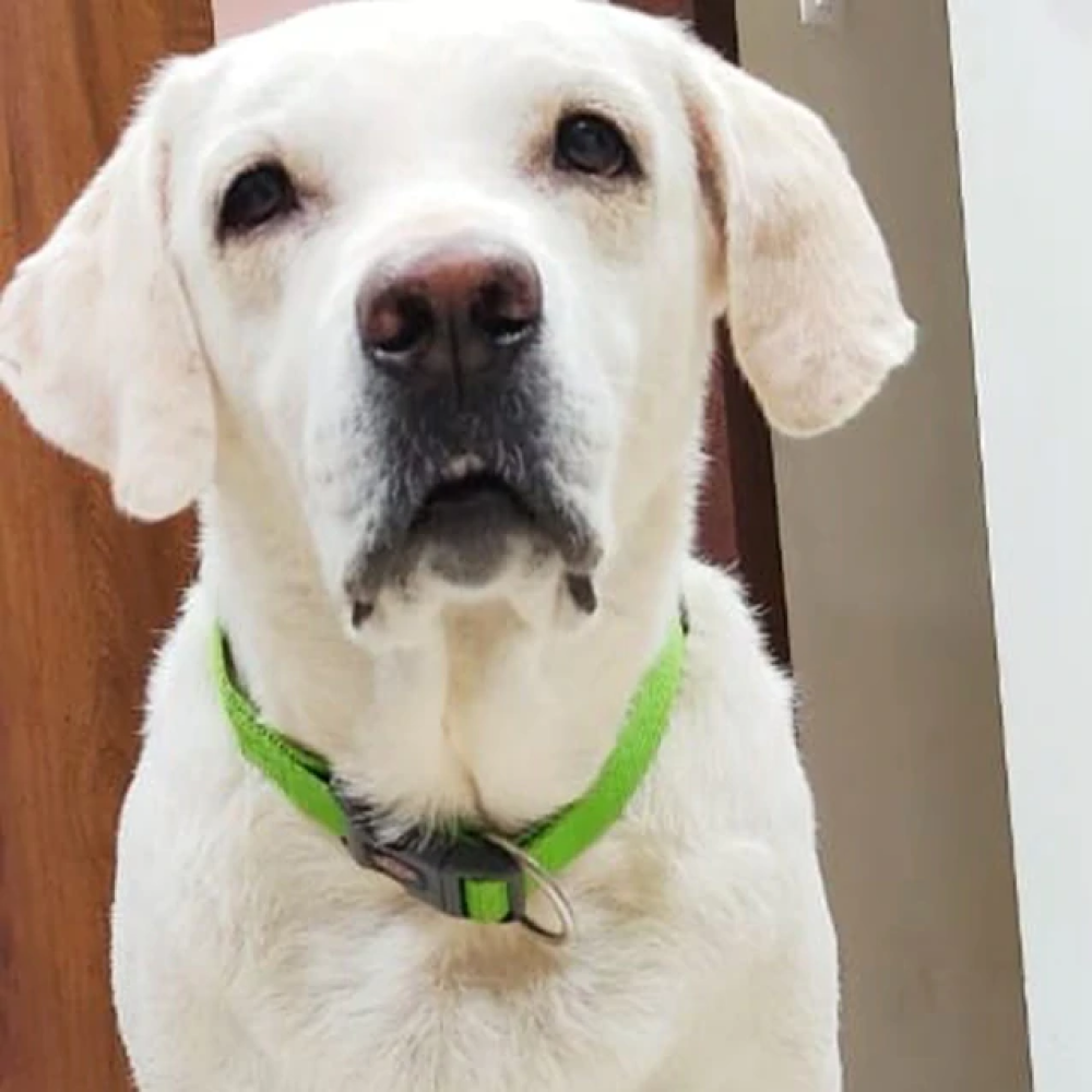 Trixie Premium Collar for Dogs (Green Apple)