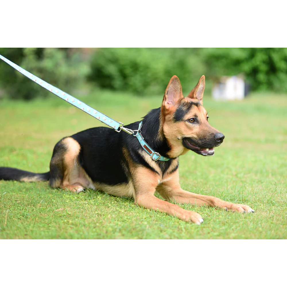 Mutt of Course Egg & Bacon Leash for Dogs