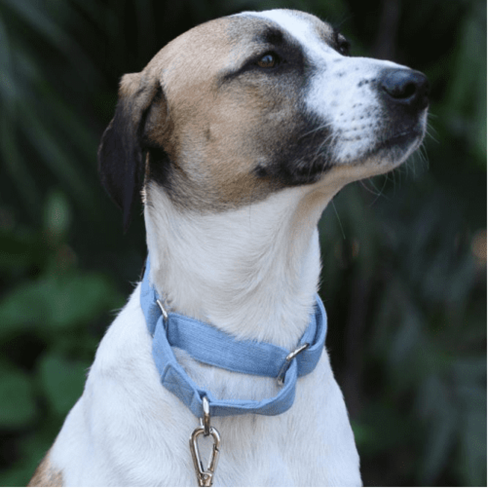 Mutt of Course Denim Martingale Collar for Dogs (Light Blue)