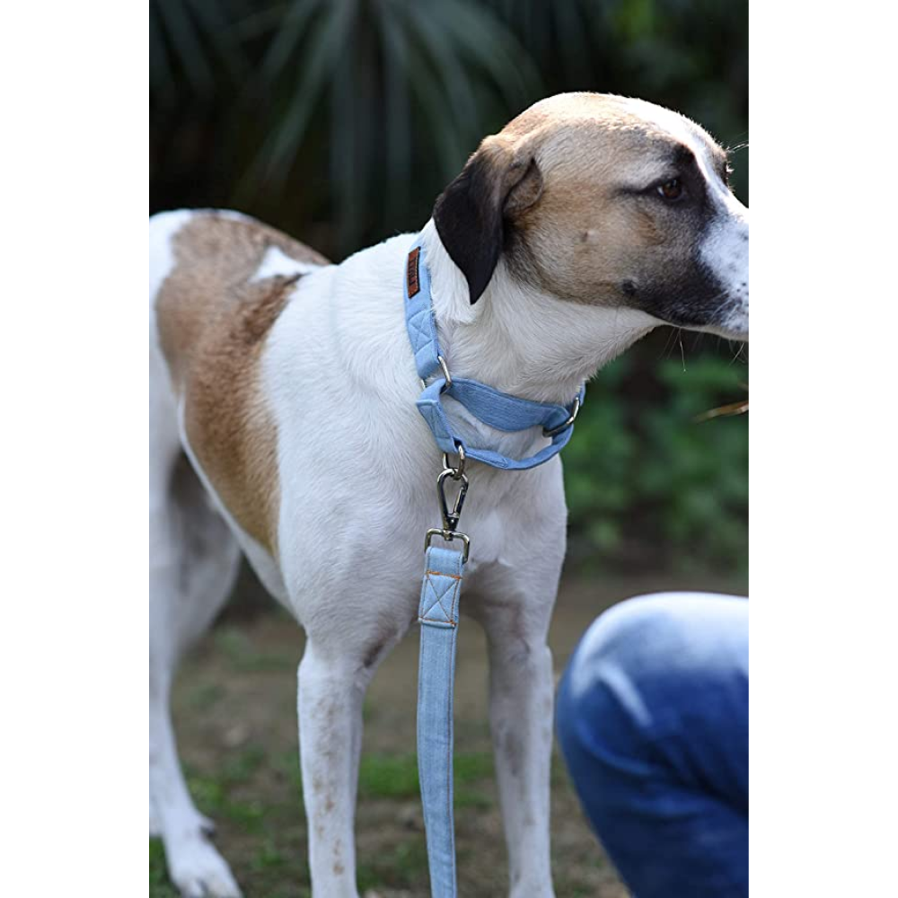 Mutt of Course Denim Martingale Collar for Dogs (Light Blue)