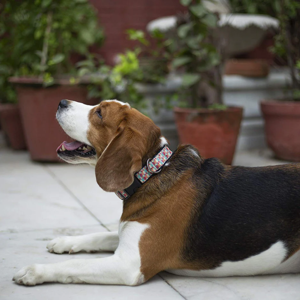 Mutt of Course Candy Barr Collar for Dogs