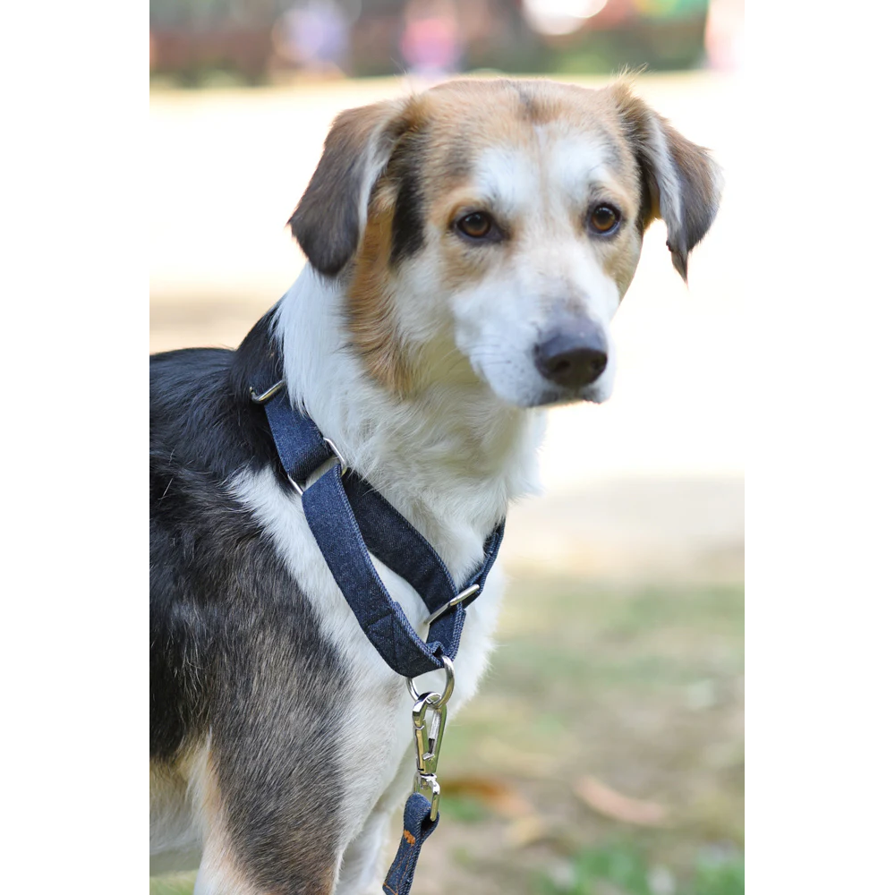 Mutt of Course Denim Dog Martingale Collar(Dark Blue)