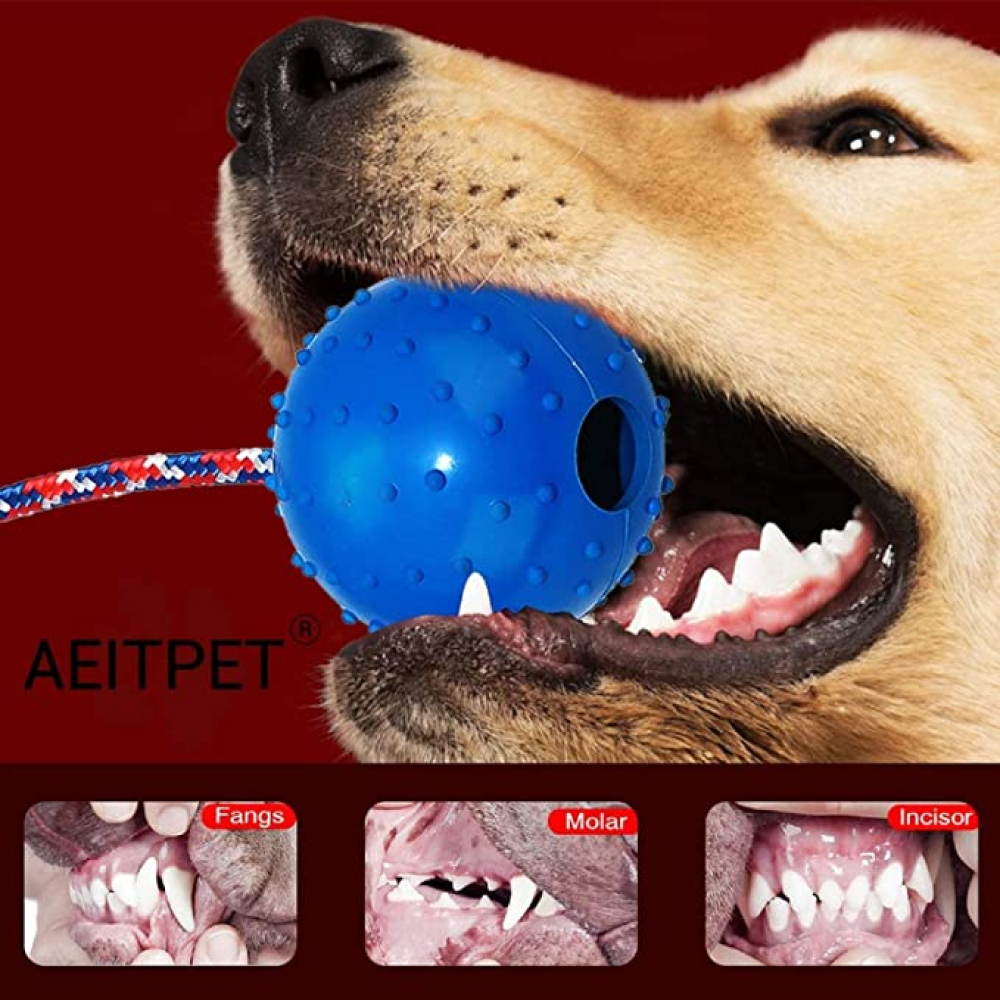 Emily Pets Rubber Ball with Rope Chew Toy for Dogs (Assorted)