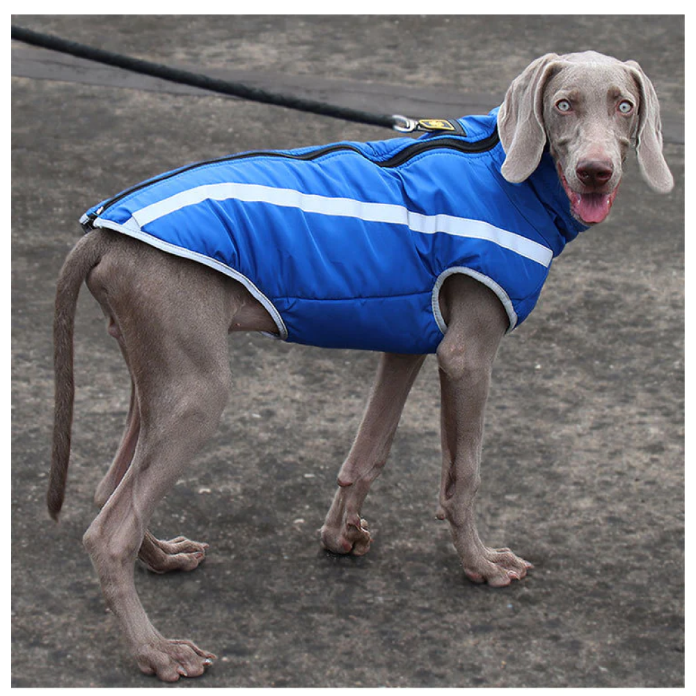 A Plus A Pets Luxurious Rain & Wind Protector Jacket For Dogs (Blue)