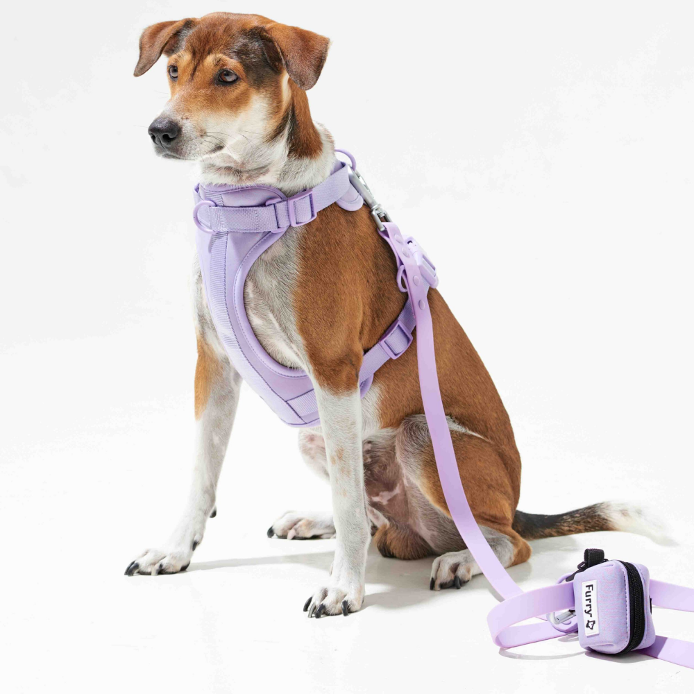 Furry & Co Harness, Collar and Leash Combo for Dogs (Lilac)