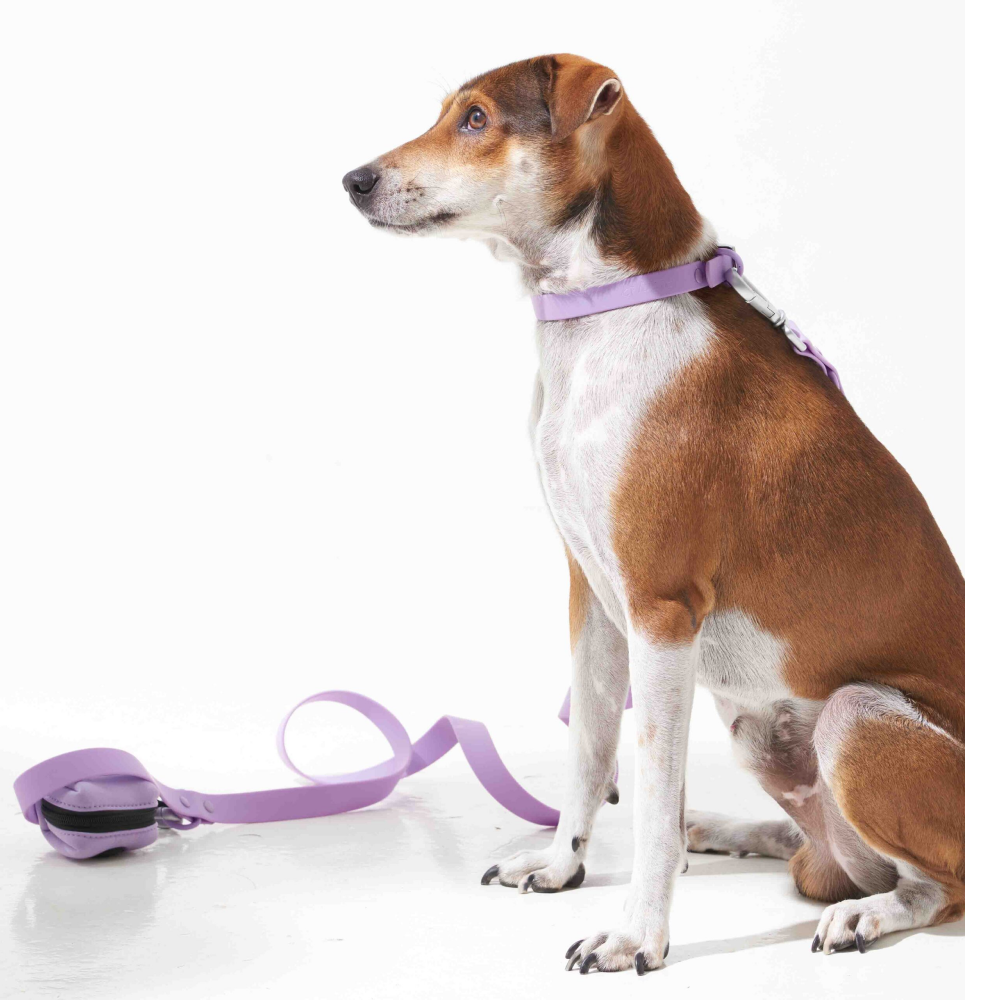Furry & Co Harness, Collar and Leash Combo for Dogs (Lilac)