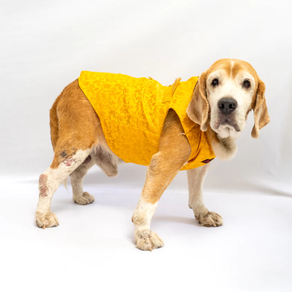Pawgypets Sherwani for Pets (Yellow)