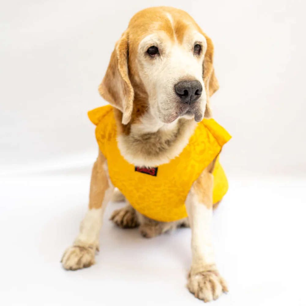 Pawgypets Sherwani for Pets (Yellow)