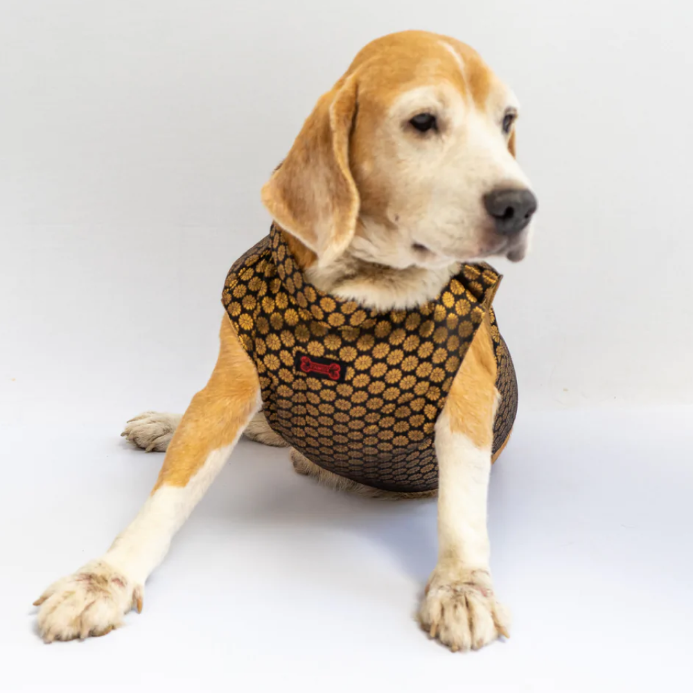 Pawgypets Sherwani for Pets (Black)