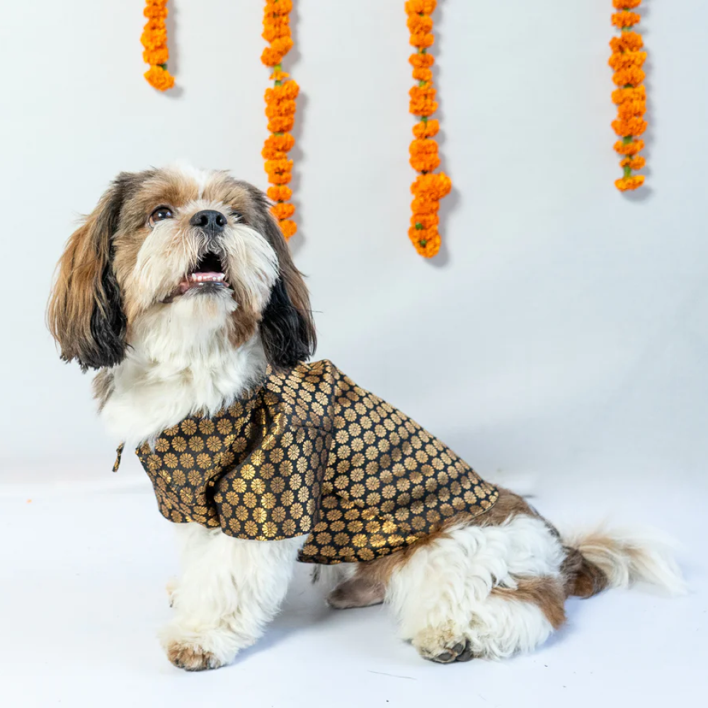 Pawgypets Occasion Wear Shirt for Pets (Black)
