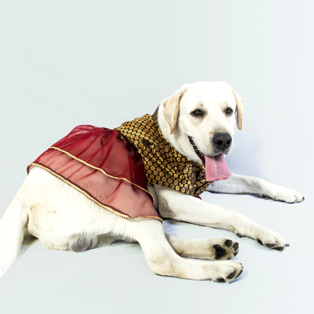 Pawgypets Occasion Wear Dress for Pets (Black)