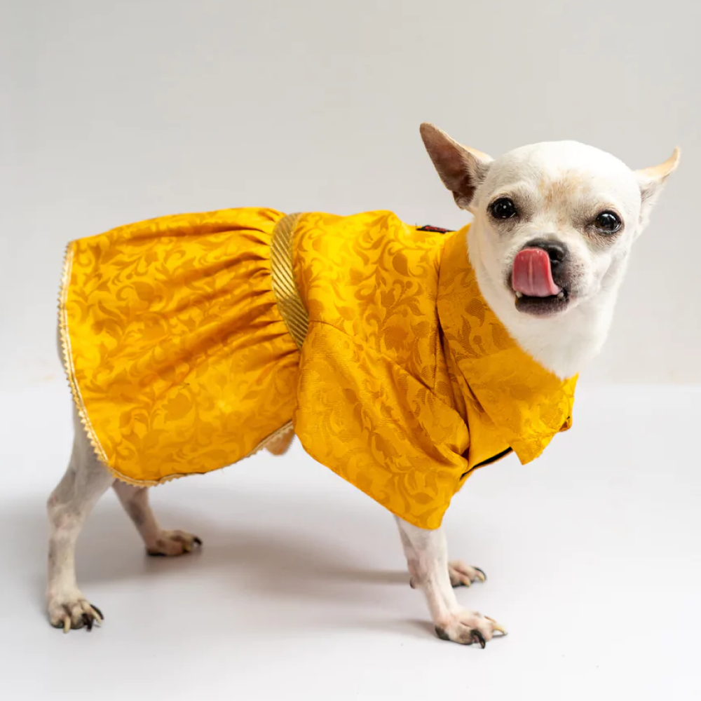 Pawgypets Occasion Wear Dress for Pets (Yellow)